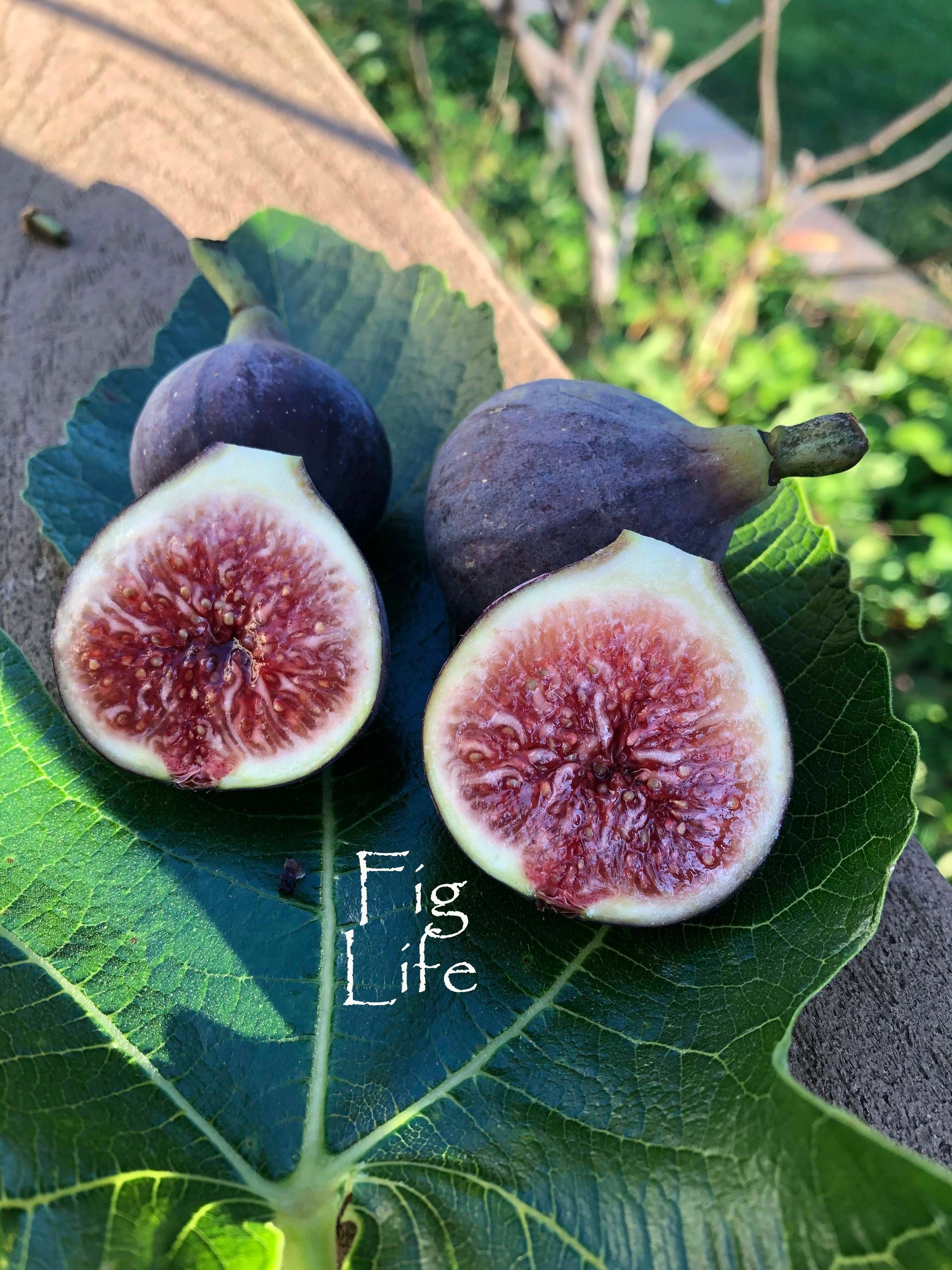 Growing Fig Trees in New York City